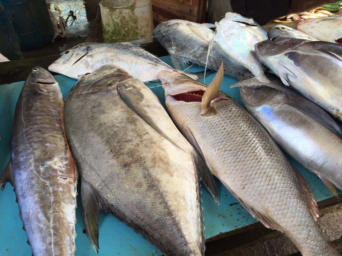 各地魚市良好，流通商暫時(shí)不缺魚！