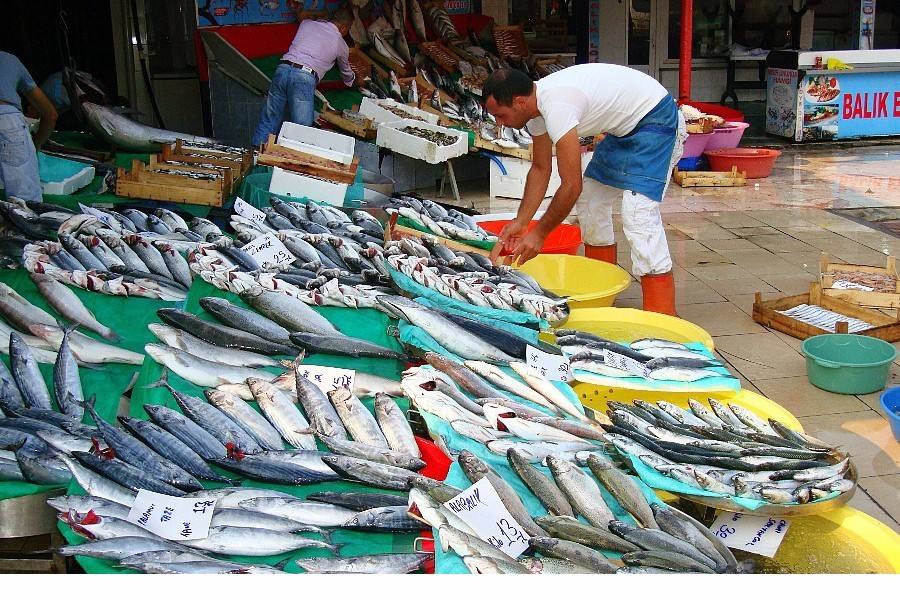 各地魚市良好，流通商暫時(shí)不缺魚！